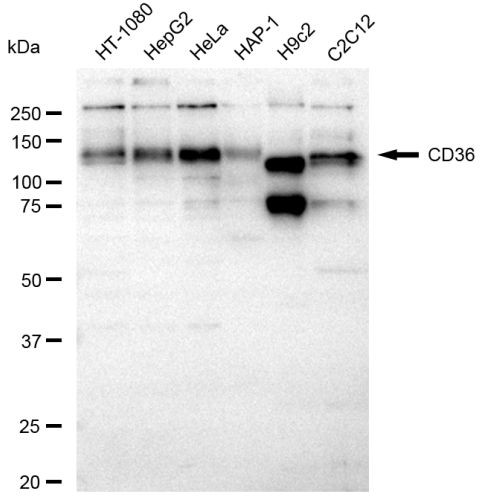 CD36 Antibody in Western Blot (WB)