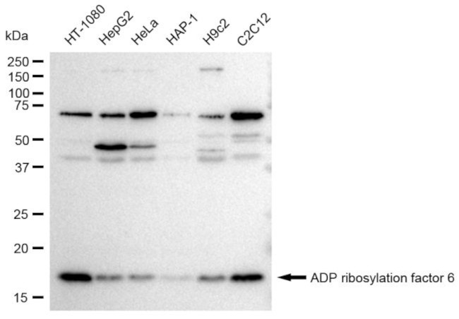 ARF6 Antibody in Western Blot (WB)