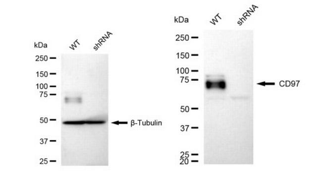 CD97 Antibody