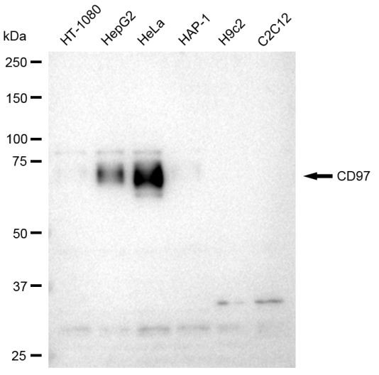 CD97 Antibody in Western Blot (WB)