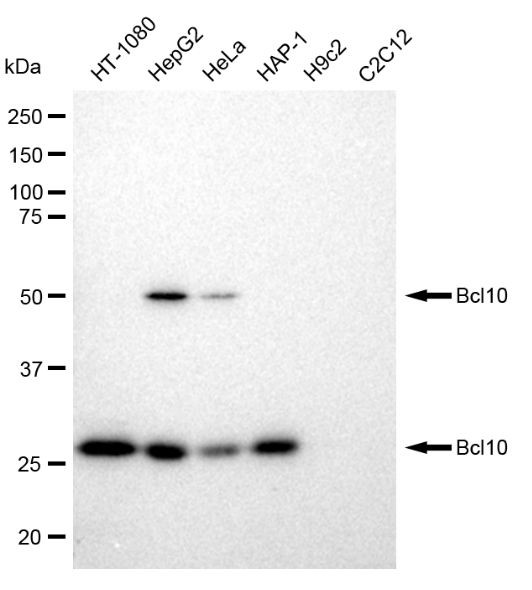 BCL-10 Antibody in Western Blot (WB)