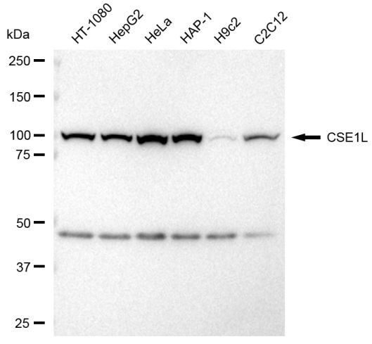 CAS Antibody in Western Blot (WB)