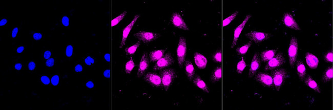 PHAPI2 Antibody in Immunocytochemistry (ICC/IF)