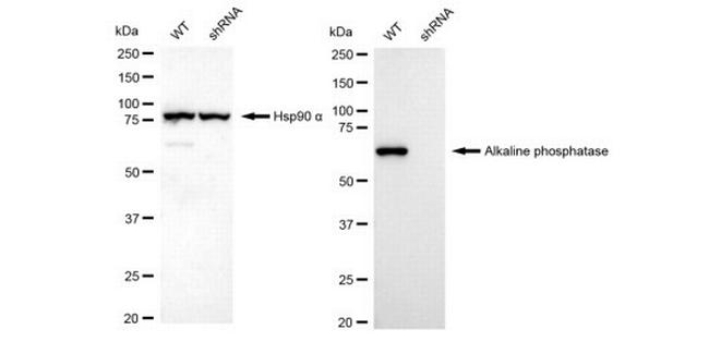 Intestinal Alkaline Phosphatase Antibody