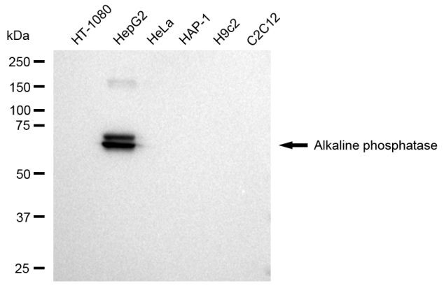 Intestinal Alkaline Phosphatase Antibody in Western Blot (WB)