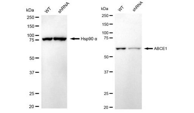 ABCE1 Antibody