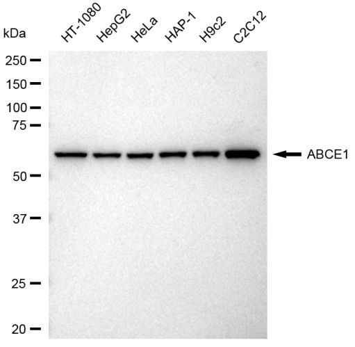 ABCE1 Antibody in Western Blot (WB)