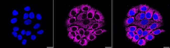 COX4 Antibody in Immunocytochemistry (ICC/IF)