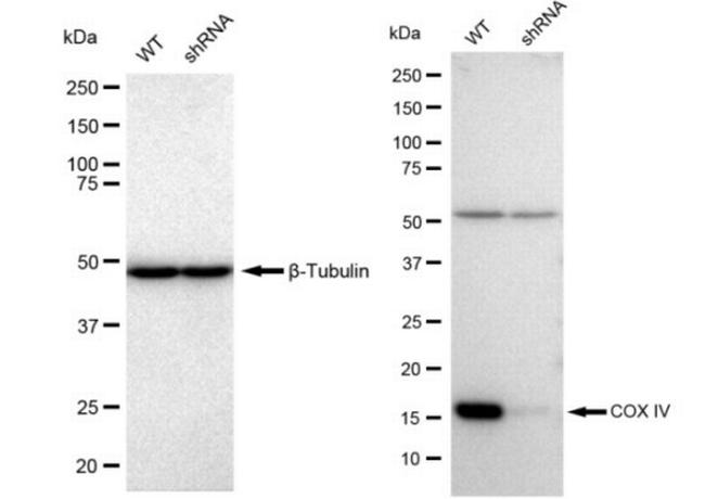 COX4 Antibody