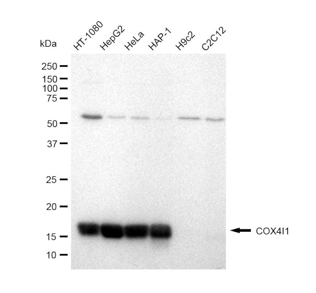 COX4 Antibody in Western Blot (WB)