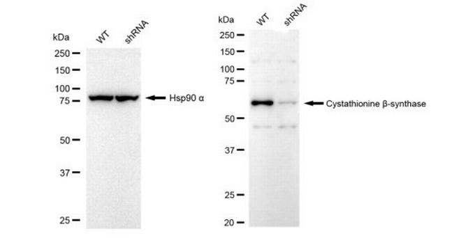 CBS Antibody