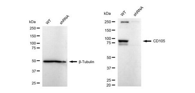 CD105 Antibody