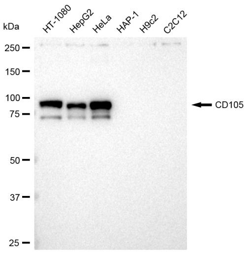 CD105 Antibody in Western Blot (WB)