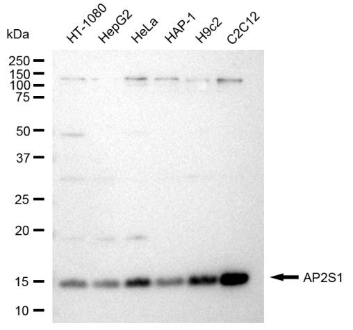 AP2S1 Antibody in Western Blot (WB)