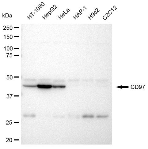 CD97 Antibody in Western Blot (WB)