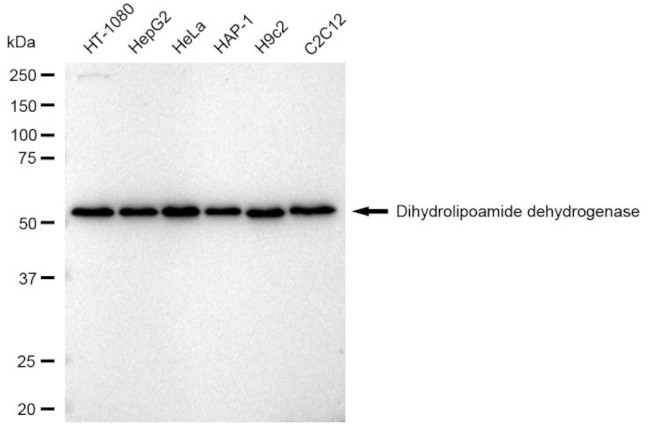 DLD Antibody in Western Blot (WB)