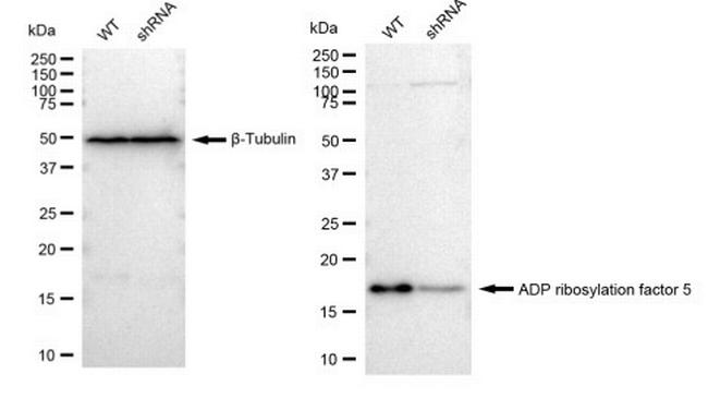 ARF5 Antibody