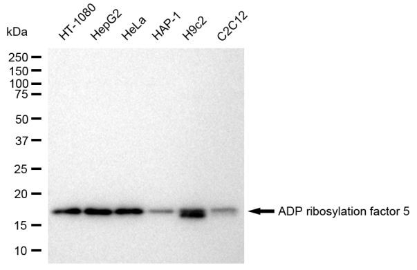 ARF5 Antibody in Western Blot (WB)