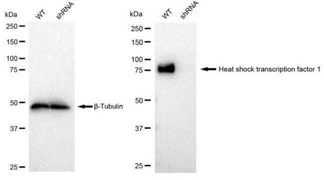 HSF1 Antibody