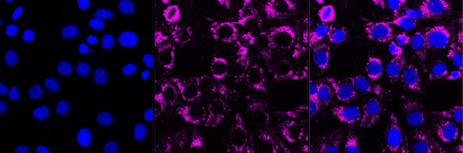 HSP60 Antibody in Immunocytochemistry (ICC/IF)