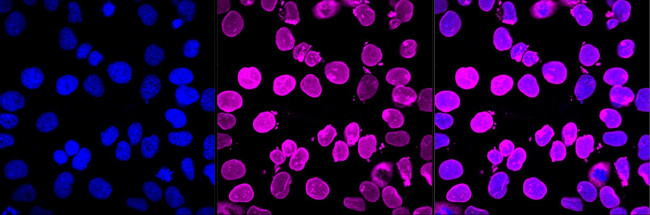 Lamin B2 Antibody in Immunocytochemistry (ICC/IF)