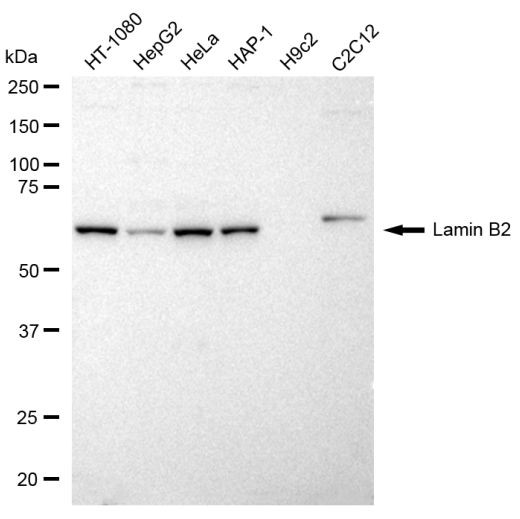 Lamin B2 Antibody in Western Blot (WB)