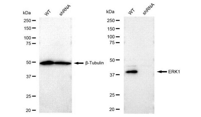 ERK1 Antibody