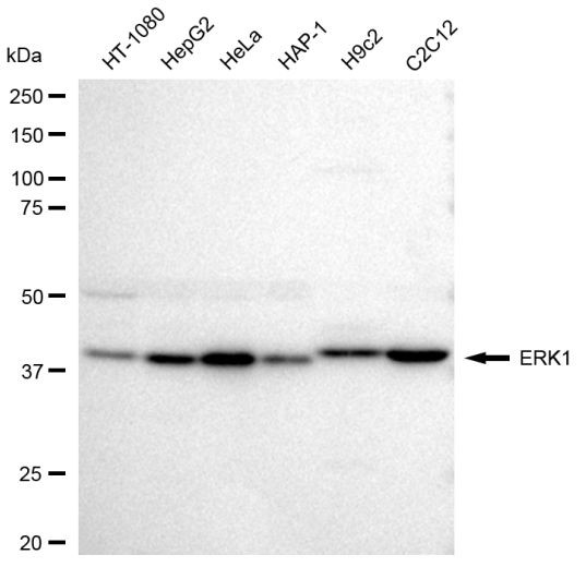 ERK1 Antibody in Western Blot (WB)