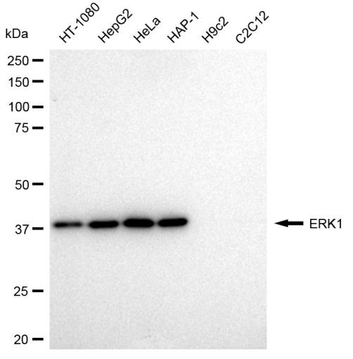 ERK1 Antibody in Western Blot (WB)