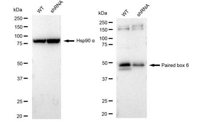 PAX6 Antibody