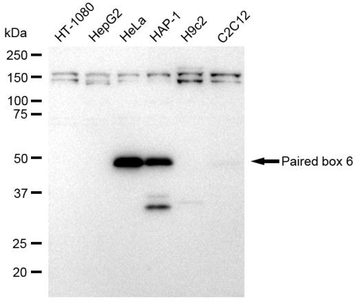 PAX6 Antibody in Western Blot (WB)