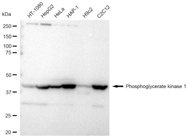 PGK1 Antibody in Western Blot (WB)