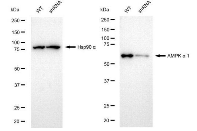 AMPK alpha-1 Antibody