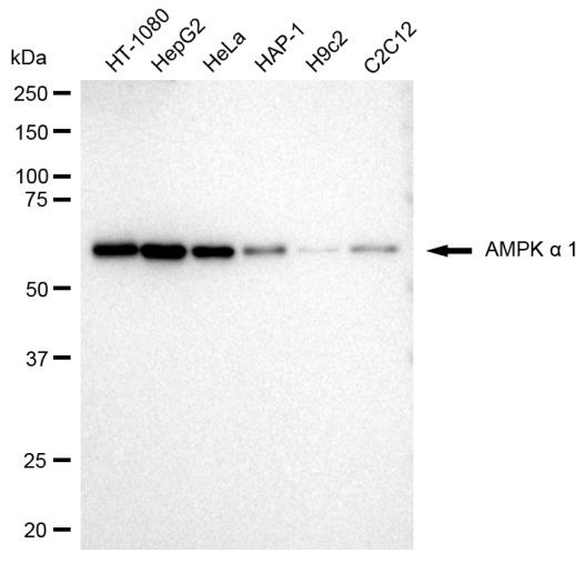 AMPK alpha-1 Antibody in Western Blot (WB)