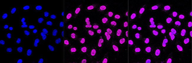 SHP2 Antibody in Immunocytochemistry (ICC/IF)