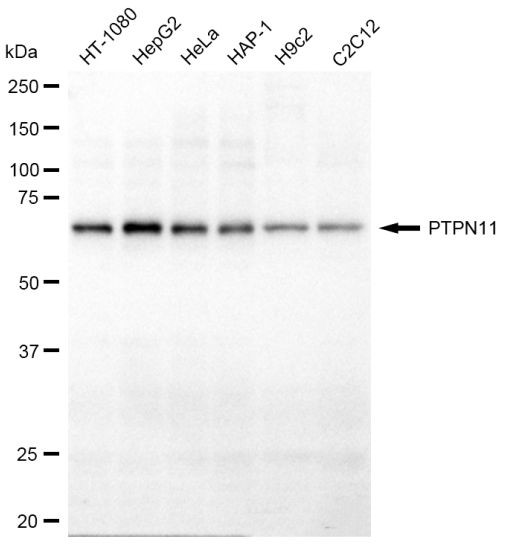 SHP2 Antibody in Western Blot (WB)