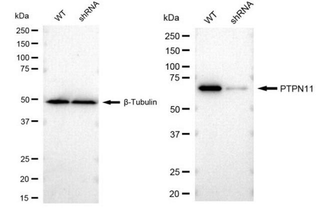 SHP2 Antibody