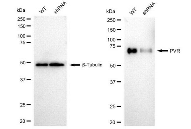 CD155 Antibody