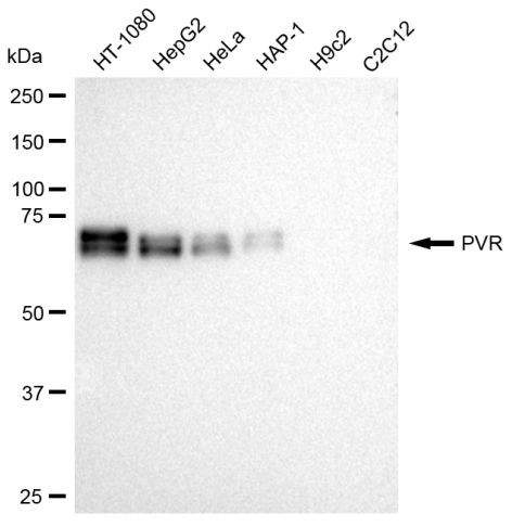 CD155 Antibody in Western Blot (WB)