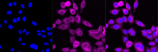 c-Raf Antibody in Immunocytochemistry (ICC/IF)