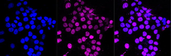 RXRA Antibody in Immunocytochemistry (ICC/IF)