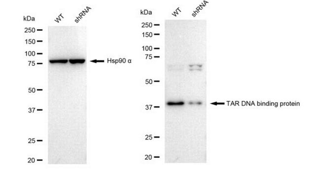 TDP-43 Antibody