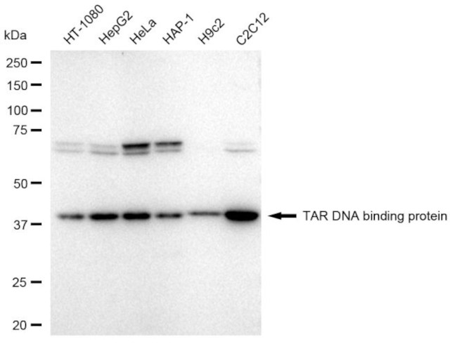 TDP-43 Antibody in Western Blot (WB)