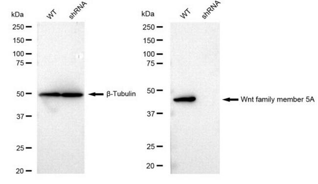 WNT5A Antibody