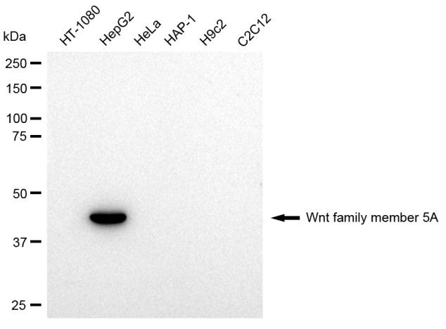 WNT5A Antibody in Western Blot (WB)