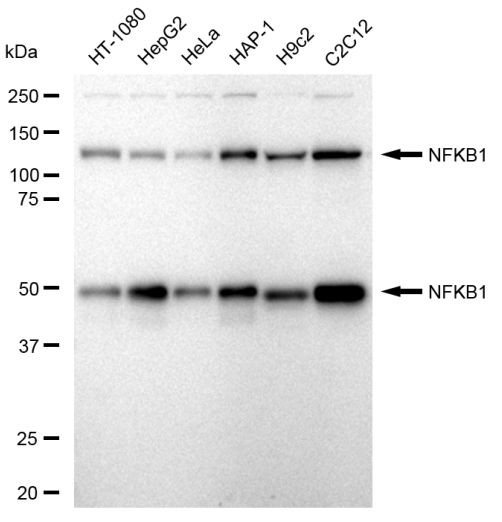 NFkB p50/p105 Antibody in Western Blot (WB)