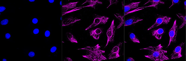 Adiponectin Receptor 1 Antibody in Immunocytochemistry (ICC/IF)