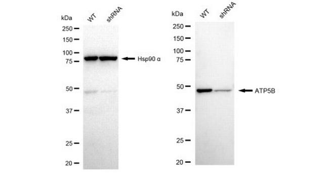 ATP Synthase beta Antibody