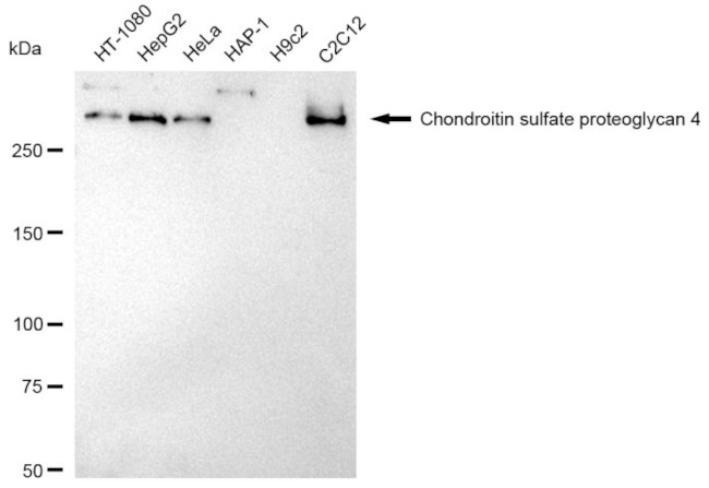 NG2 Antibody in Western Blot (WB)