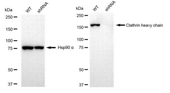 Clathrin Heavy Chain Antibody